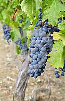 Cabernet Sauvignon Red Wine Grapes on the Vine #1