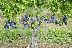 Cabernet Sauvignon Red Wine Grapes on the Vine #2