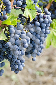 Cabernet Sauvignon Red Wine Grapes on the Vine #4