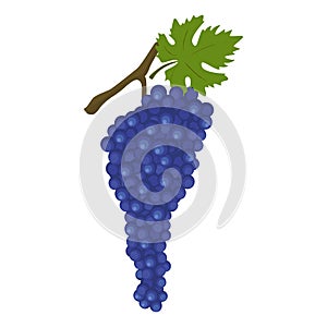 Cabernet Sauvignon Red-wine variety of grape