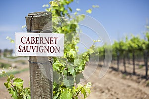 Cabernet Sauvignon Sign On Vineyard Post