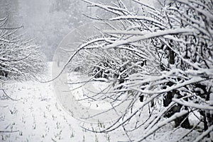 Cabernet Sauvignon in the snow