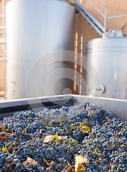 Cabernet sauvignon vinemaking with grapes and tanks