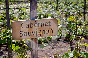 CABERNET SAUVIGNON Wine sign on vineyard. Vineyard landcape