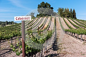 Cabernet on the vine