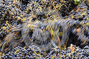 Cabernet wine grapes in the crusher