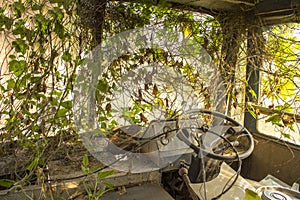 The cabin of an abandoned bus overgrown with green ivy