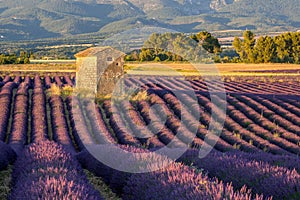 The cabin of the Coulettes plan in the middle of the lavenders, Riez, plateau of Valensole