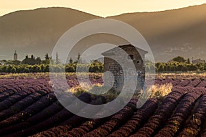 The cabin of the Coulettes plan in the middle of the lavenders, Riez, plateau of Valensole