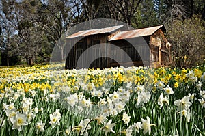 Cabin at Daffodil Hill California