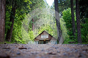 Cabin in the green wilderness