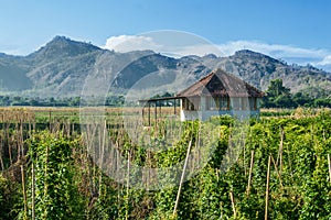 A cabin in the middle of a farm with beautiful mountain views