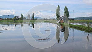 cabin in the middle of rice fields reflected in water