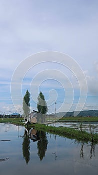 cabin in the middle of rice fields reflected in water