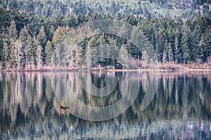 Shawnigan Lake reflections on Vancouver Island Canada photo