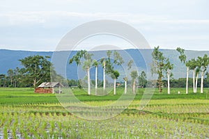 Cabin in the rice fields