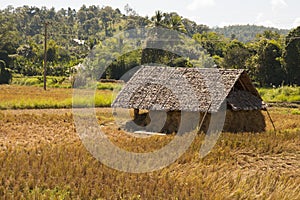 Cabin in rice fields farm