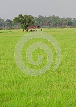 Cabin in rice fields view