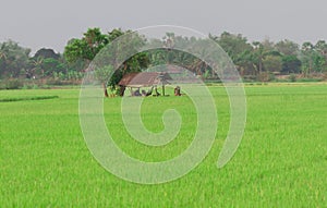 Cabin in rice fields view