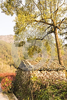 The cabin and tree