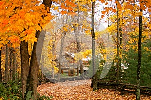 Cabin in the woods with autumn