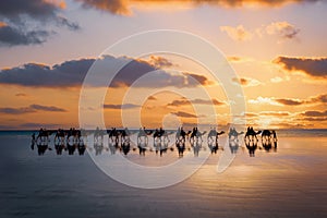 Cable Beach, Broome, camels on the shore at sunset. Western Australia