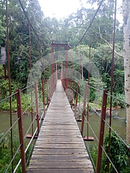 Cable bridge in the sinharaja forest