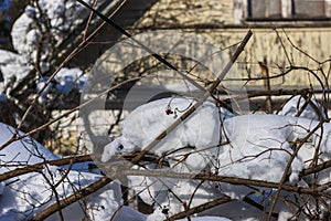 Cable damaged by downed tree