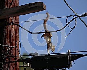 Cable Service Technician