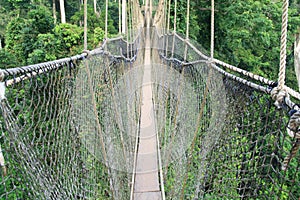 Cable-stayed bridge in tree canopies, Africa photo