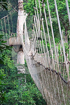 Cable-stayed bridge in tree canopies, Africa