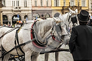 A cabman in Prague