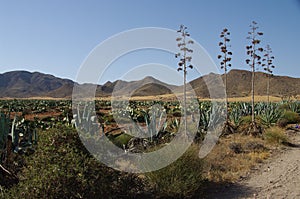 Cabo de Gata