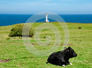 Cabo de Lastres lighthouse in Luces-Colunga, in Asturias (Spain). A cow lying on a green meadow photo