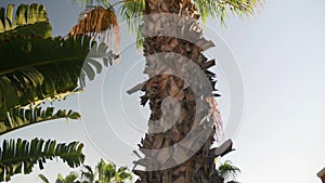 Cabo holiday destination tropical leafy palm tree tilt to sunshine paradise sky