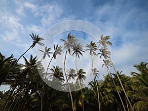 Cabo San Juan del Guia palm trees at Tayrona National Park tropical Caribbean coast sand beach Colombia South America