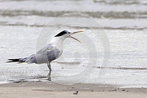 Cabot`s Tern Thalasseus acuflavidus screaming at the edge of the beach