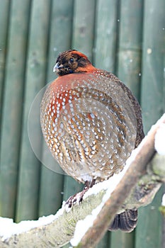Cabot's tragopan