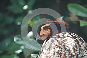 Cabot`s tragopan looking out at the world