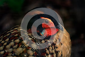 Cabot`s tragopan, Tragopan caboti, beautiful pheasant from China, wildlife Asia. Detail close-up portrait of red black pheasant,