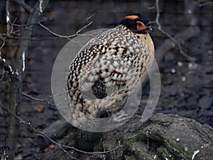 Cabot`s Tragopan, Tragopan caboti, is one of the most beautifully colored pheasants