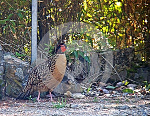 Cabots Saterhoen, Cabot\'s Tragopan, Tragopan caboti