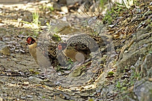 Cabots Saterhoen, Cabot\'s Tragopan, Tragopan caboti