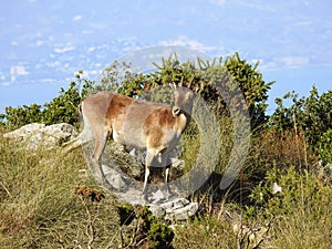 Cabra Montes, Iberian Ibex photo