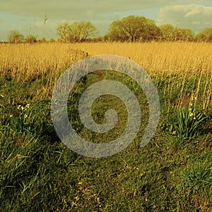 Cabra Wetlands near Thurles,Co Tipperary