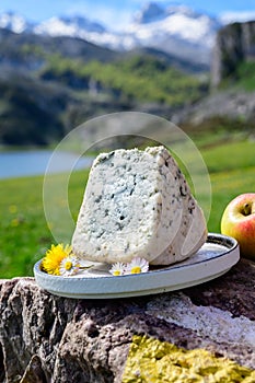 Cabrales artisn blue cheese made by rural dairy farmers in Asturias, Spain from cowâ€™s milk or blended with goat, sheep milk