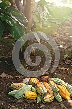 Cacao agriculture theme