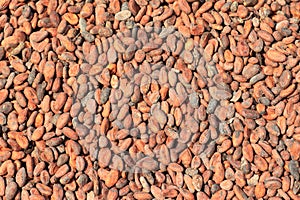 Cacao bean in Ghana