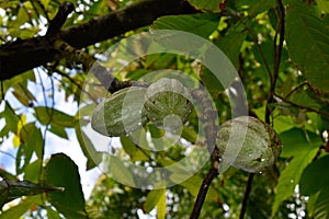 Cacao Beans