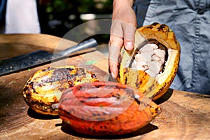 Cacao beans